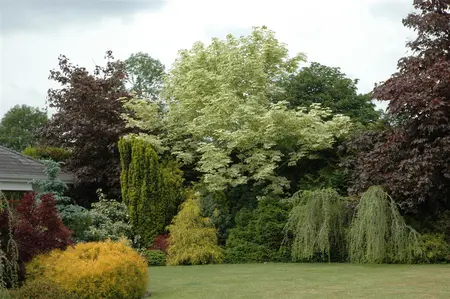 Acer platanoides 'Drummondii' - STD 16-18 CM CONT    - image 1