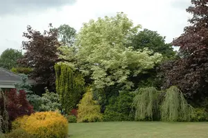 Acer platanoides 'Drummondii' - STD 14-16 CM CONT - image 5