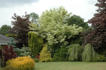 Acer platanoides 'Drummondii' - 90 CM STEM 7.5 L - image 1