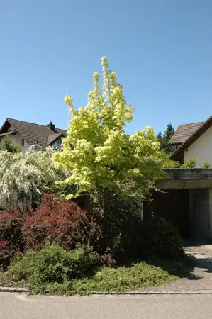 Acer platanoides 'Drummondii' - 150 CM STEM C10 - image 2