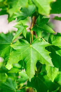 Acer platanoides 'Emerald Queen' - STDS 6-8 CM CONT - image 2