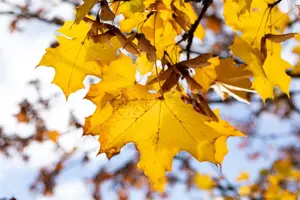 Acer platanoides 'Emerald Queen' - STDS 12-14 CM RB