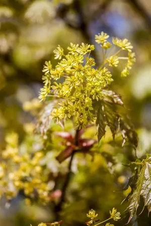 Acer platanoides 'Globosum' - STEM 240 CM, GIRTH 12-14 CM CONT - image 3