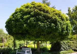 Acer platanoides 'Globosum' - STEM 240 CM, GIRTH 16-18 CM CONT - image 2