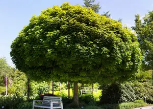Acer platanoides 'Globosum' - P9 - image 2
