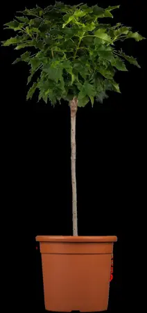 Acer platanoides 'Globosum' - STEM 240 CM, GIRTH 16-18 CM CONT - image 1