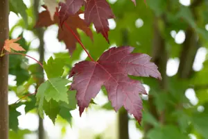 Acer platanoides 'Royal Red' - STDS 10-12 CM - image 1