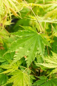 Acer pseud. 'Arctic Jade' - 40-50 CM C3 - image 4