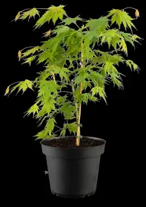 Acer pseud. 'Arctic Jade' - 150-175 CM C15 - image 1