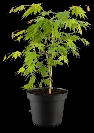 Acer pseud. 'Arctic Jade' - 40-50 CM C3 - image 1