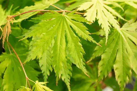 Acer pseud. 'Arctic Jade' - 150-175 CM C15 - image 2