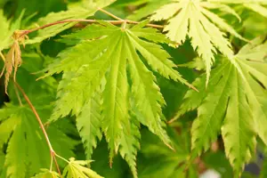Acer pseud. 'Arctic Jade' - 150-175 CM C15 - image 2