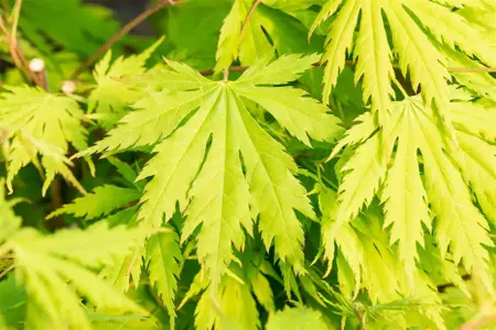 Acer pseud. 'Arctic Jade' - 150-175 CM C15 - image 5