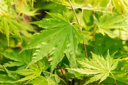 Acer pseud. 'Arctic Jade' - 175-200 CM C30 - image 3