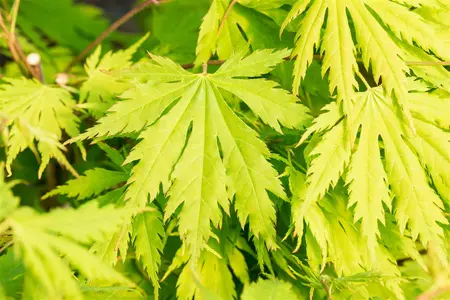 Acer pseud. 'Arctic Jade' - 40-50 CM C3 - image 5