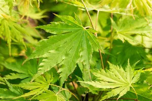 Acer pseud. 'Arctic Jade' - 120-140 CM C25 - image 3