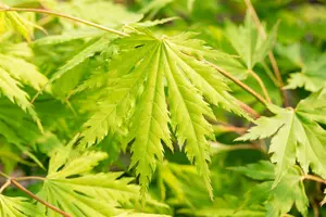 Acer pseud. 'Arctic Jade' - 125-150 CM C30 - image 5