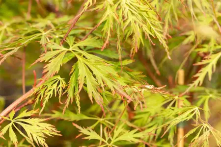Acer pseud. 'Ice Dragon' - 50-60 CM C5 - image 2