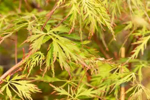 Acer pseud. 'Ice Dragon' - 50-60 CM C5 - image 2