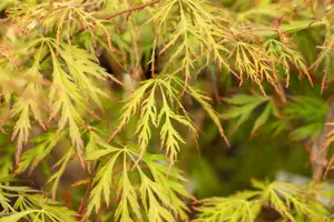 Acer pseud. 'Ice Dragon' - 50-60 CM C5 - image 3