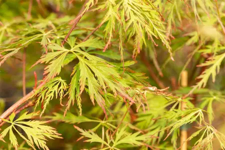 Acer pseud. 'Ice Dragon' - 60-70 CM C12 - image 1