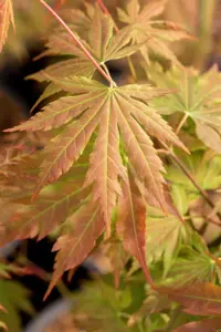Acer pseud. 'North Wind' - 50-60 CM C5 - image 2