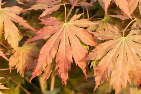 Acer pseud. 'North Wind' - 50-60 CM C5 - image 3
