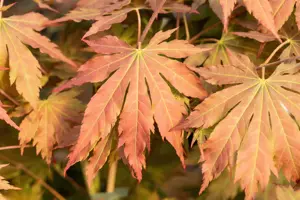 Acer pseud. 'North Wind' - 175-200 CM C50 - image 3