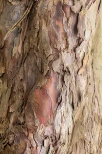 Acer pseudoplatanus - STOCK FOR CRAFTING P9 - image 2