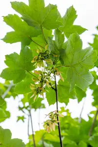 Acer pseudoplatanus - STDS 12-14 CM - image 5