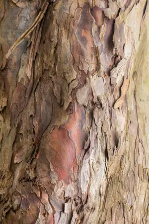 Acer pseudoplatanus - 30-40 CM P9 - image 2