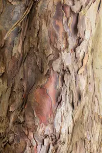 Acer pseudoplatanus - STD 14-16 CM CONT - image 2