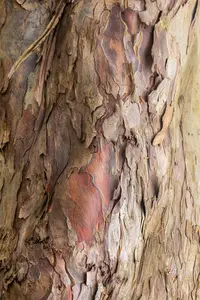 Acer pseudoplatanus - STDS 6-8 CM RB - image 2