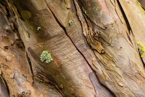 Acer pseudoplatanus