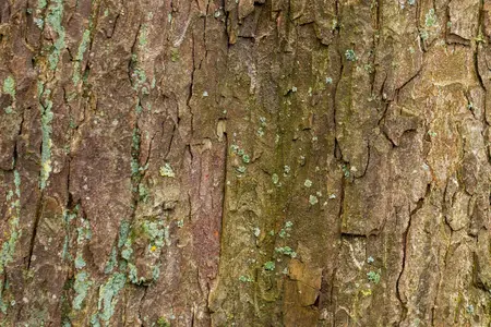 Acer pseudoplatanus - 30-40 CM P9 - image 3