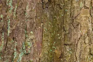 Acer pseudoplatanus - 30-40 CM P9 - image 3