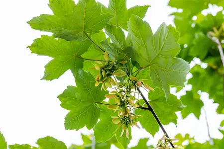 Acer pseudoplatanus - 30-40 CM P9 - image 4