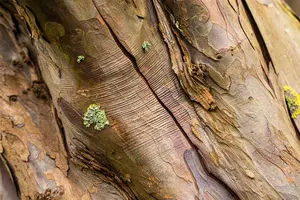 Acer pseudoplatanus - STD 8-10 CM CONT     - image 1