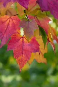 Acer rubrum - 60-80 CM P9 - image 3