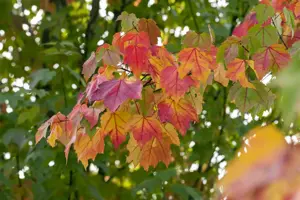 Acer rubrum - 150-175 CM RB - image 1