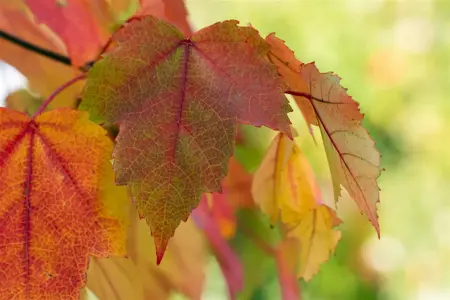 Acer rubrum - STD 25-30 CM RB - image 5