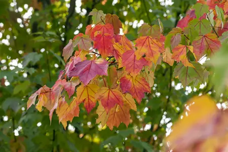 Acer rubrum - 60-80 CM P9 - image 1