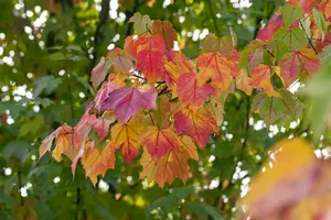 Acer rubrum - 60-80 CM P9 - image 1