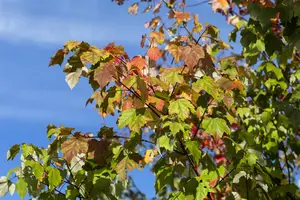 Acer rubrum - 60-80 CM P9 - image 4