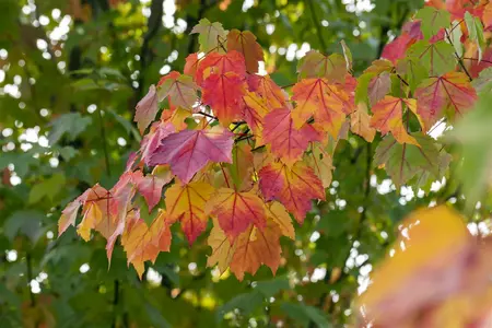 Acer rubrum - 50-70 CM P9 - image 1