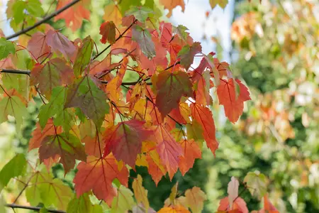 Acer rubrum - 60-80 CM P9 - image 2