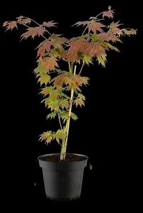 Acer rubrum 'Northwood'