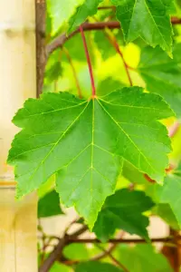 Acer rubrum 'October Glory' - STD 10-12 CM CONT    - image 3