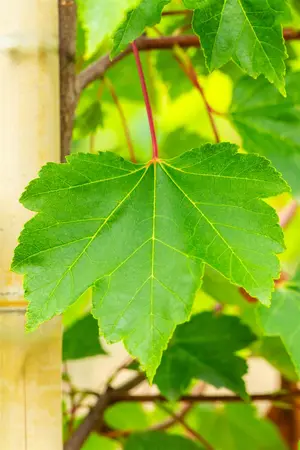 Acer rubrum 'October Glory' - MULTISTEM 150-175 CM C25 - image 3