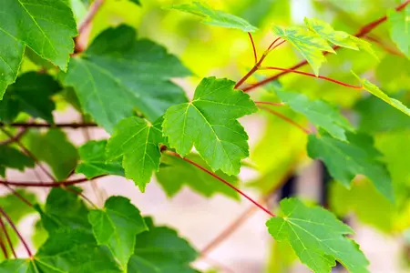 Acer rubrum 'October Glory' - MULTISTEM 150-175 CM C25 - image 2